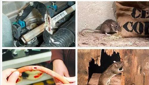 最新老鼠爆料,最新老鼠爆料揭露明星真实面目